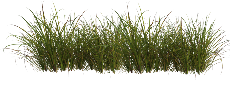 Cutout meadow grass  field on transparent background