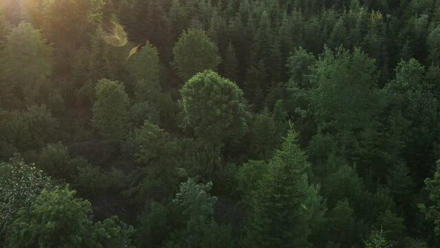 Aerial drone view flight over beautiful pine and spruce tree forest in mountain at warm sunset. Bright disk of sun slowly sets tops of mountains