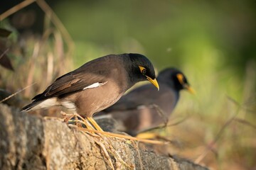 Two myna birds perched atop a large boulder in a grassy expanse.