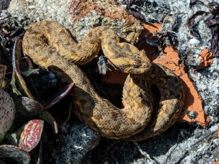 Red Adder (Bitis rubida) snake coiled up on a bed of green moss and foliage in a natural setting