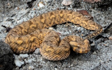 Red Adder (Bitis rubida) perches on a mound of rocks and a stone turtle in a dusty landscape
