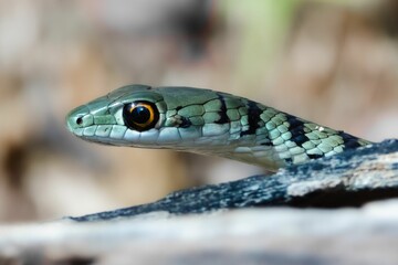 Macro shot of a Spotted Bush Snake (Philothamnus semivariegatus), a harmless snake from South Africa