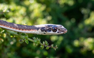 Sand Snake perched on a tree branch with lush vegetation in the background