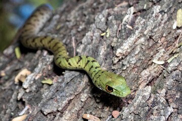 Close-up of a Spotted Bush Snake from South Africa perched on a bark
