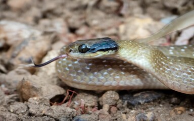 Close-up of a Herald Snake (Crotaphopeltis hotamboeia), a mildly venomous snake from South Africa