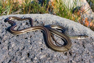 Karoo Sand Snake is perched atop a rock formation, its scales glinting in the light