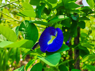 Fresh purple beautiful pea flower