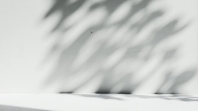 Wall interior background, studio and backdrops show products.with shadow from window color white and grey. background for text insertion and presentation product	
