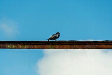 Closeup of a pigeon perched on a metallic rod