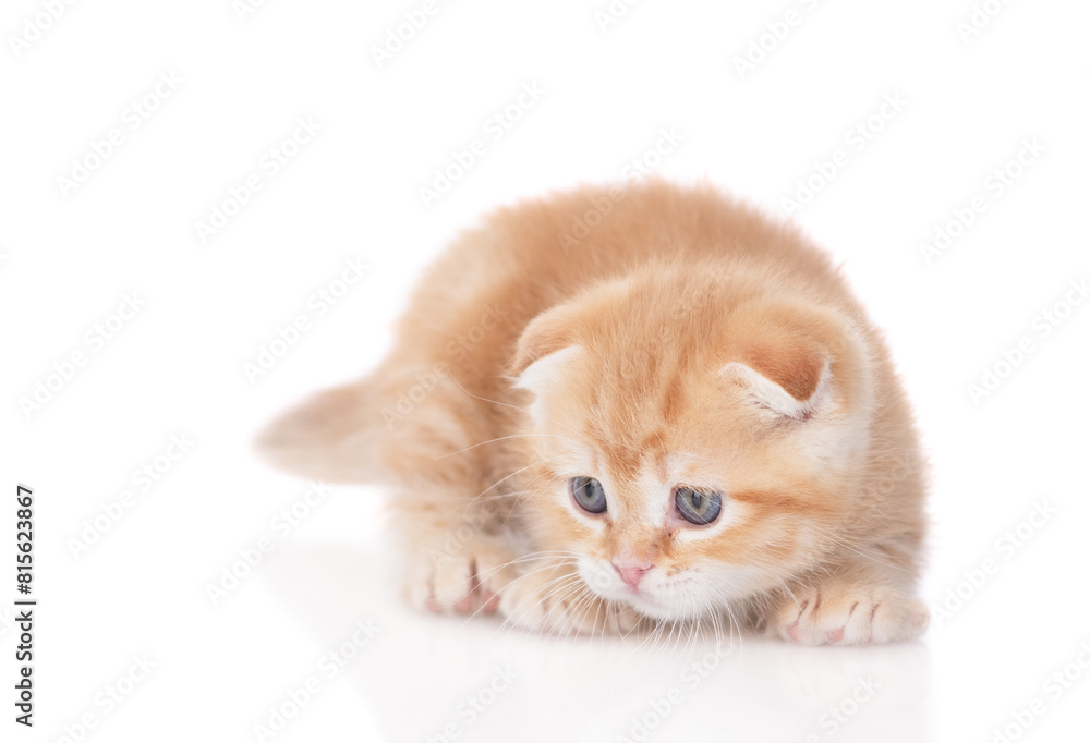 Poster Hunting playful ginger kitten lying and looking away on empty space. isolated on white background