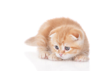 Hunting playful ginger kitten lying and looking away on empty space. isolated on white background