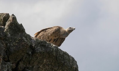 Griffon vulture perched on a rock, ready to fly in Monfrague Park, Caceres, Spain