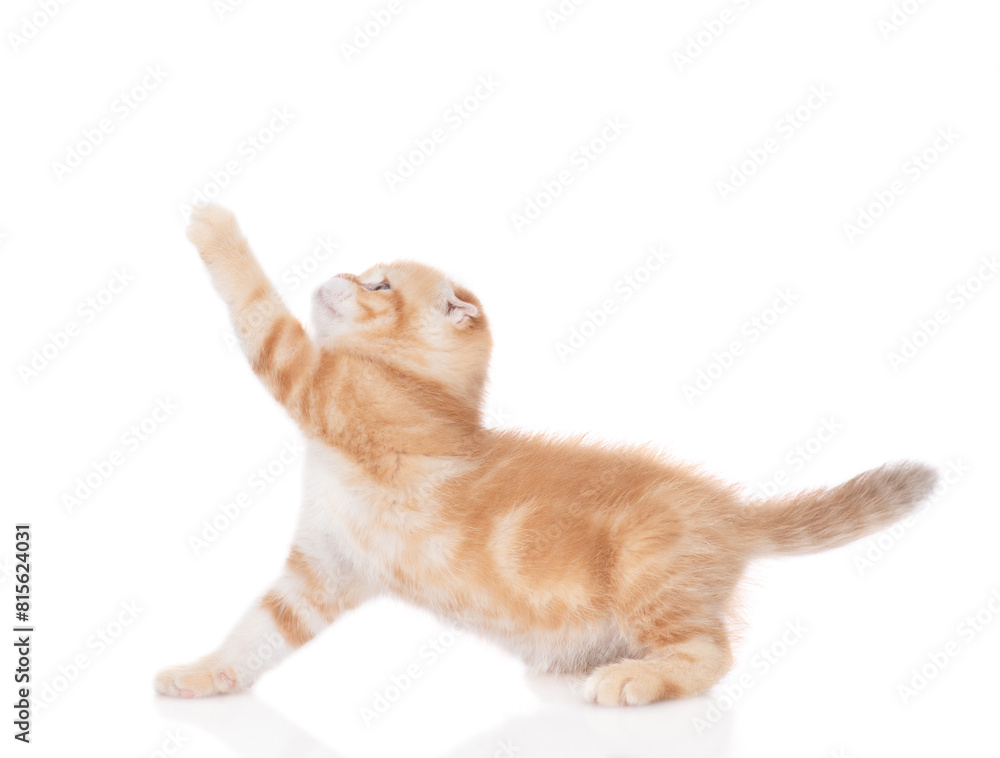 Poster playful tabby ginger kitten looks away and up on empty space. isolated on white background