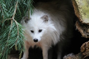 Closeup shot of a cute white Arctic fox hiding under a tree