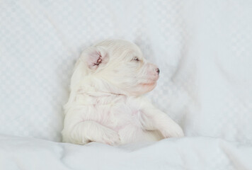 Tiny white Lapdog puppy sleeps under warm white blanket on a bed at home. Top down view