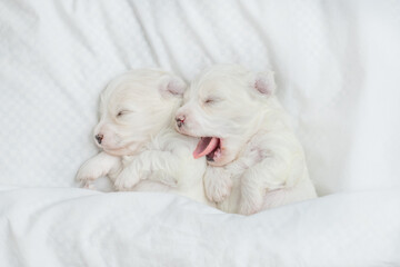 Two cozy white Lapdog puppies sleep under warm white blanket on a bed at home. Top down view