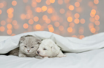 Cute Tiny Lapdog puppy lying with cute kitten under warm blanket on the bed at home on festive background. Empty space for text