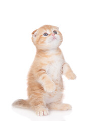 Playful tabby ginger kitten stands on hind legs and looks up. isolated on white background