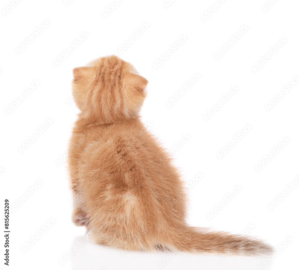 Poster Ginger tabby tiny kitten sits in back view and looks up. isolated on white background