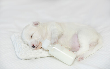 Fototapeta premium Tiny white Lapdog puppy sleeps on a bed at home and holds bottle of milk