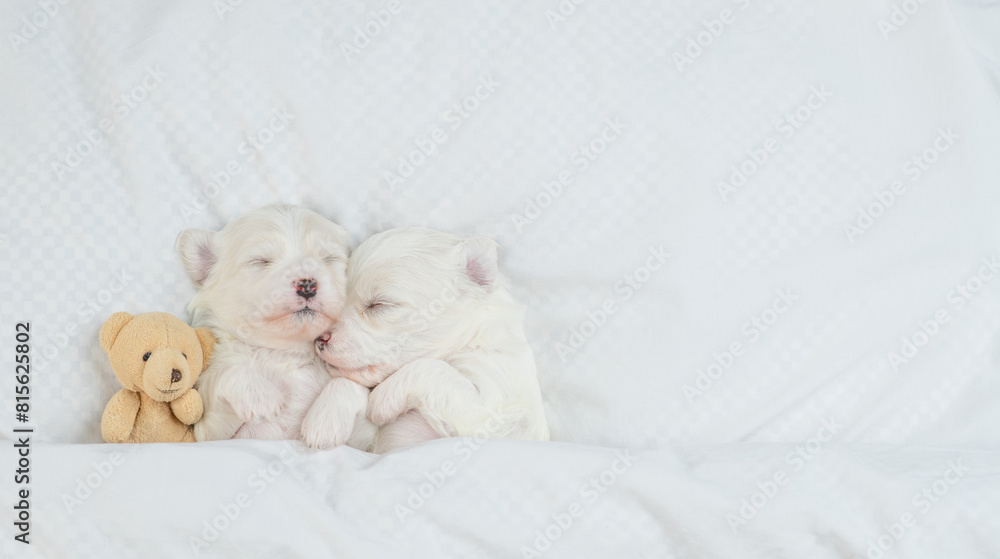 Poster two cozy white lapdog puppies sleep with toy bear under warm blanket on a bed at home. top down view