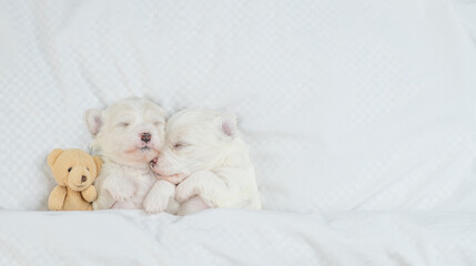 Two cozy white Lapdog puppies sleep with toy bear under warm blanket on a bed at home. Top down view. Empty space for text