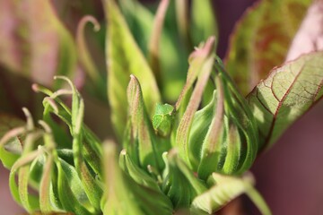 Closeup of green plant with numerous flower buds in sunlight