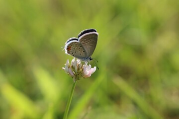 Closeup of a butterfly sitting on a tiny flower in a field