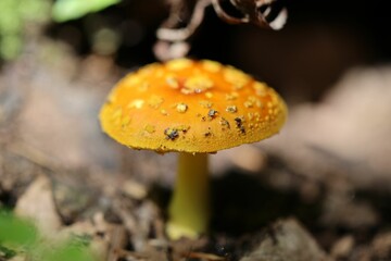 Close-up of a single mushroom growing in a grassy environment