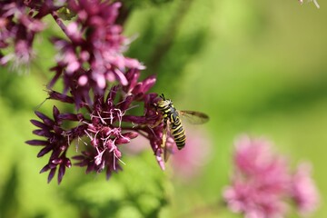 Bee perched atop a vibrant wildflower in a sun-dappled field