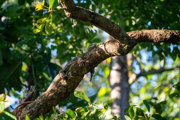 Monitor lizard resting on a tree branch surrounded by green foliage