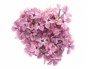 Fototapeta premium Isolated lilac flowerson 