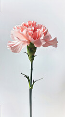 Pink carnation on a white background. 
