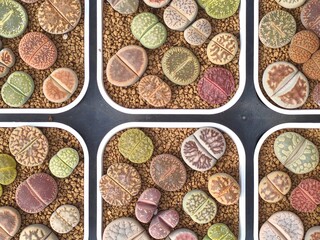six white trays filled with different type of rocks and pebbles