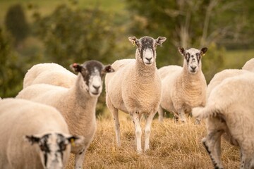 Sheep gang watching me suspiciously.