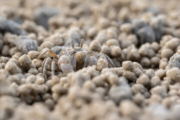 Ghost crab (Ocypode quadrata) on the sand beach in perfect macro details.