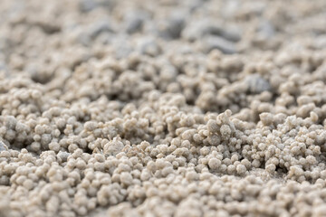 Ghost crab (Ocypode quadrata) on the sand beach in perfect macro details.