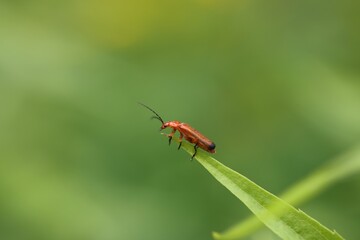 Macro shot of an orange soldier beetle on a green grass blade