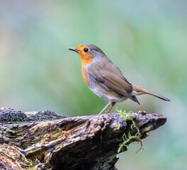 Robin bird perched atop a log in a lush forest setting.