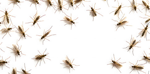 A swarm of mosquitoes isolated on white background