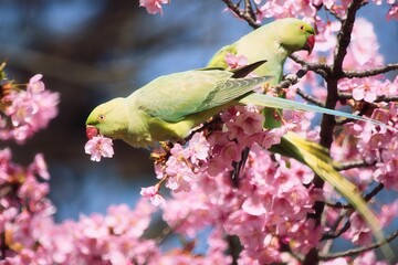 Closeup of Parrot birds on a sakura branches in Tokyo, Japan © Wirestock