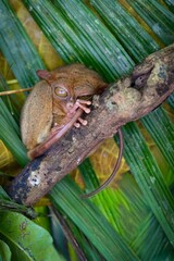 Close-up portrait of a Tarsier on a tree branch in Bohol, Philippines