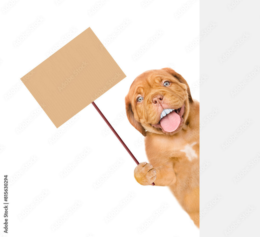 Leinwandbilder happy mastiff puppy with funny big teeth looking from behind empty white banner and showing empty pl