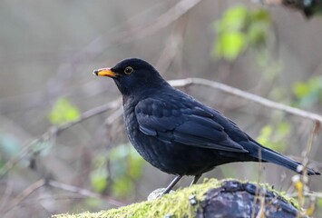 a black bird sitting on a tree stump with moss on the ground