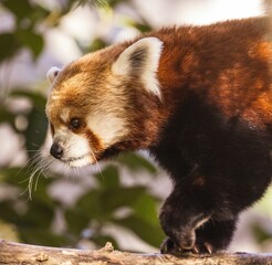 a red panda walking on a branch in the jungle for some reason