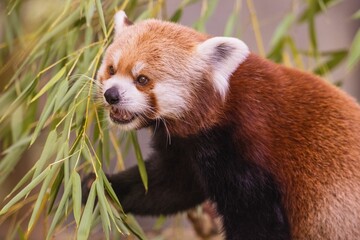 a red panda walking along a bamboo tree branch, looking straight ahead