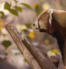 Fototapeta premium a cute red panda in an enclosure next to a tree