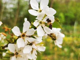 Honey Bee Fly. Bee flying on the fruit flower to collect pollen 