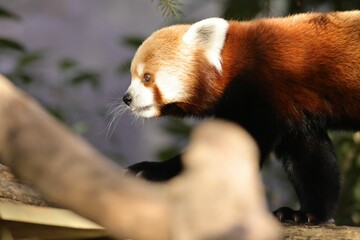 a little red panda climbing on a tree branch in its zoo habitat