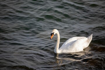 the swan is swimming through the water with a bright yellow beak